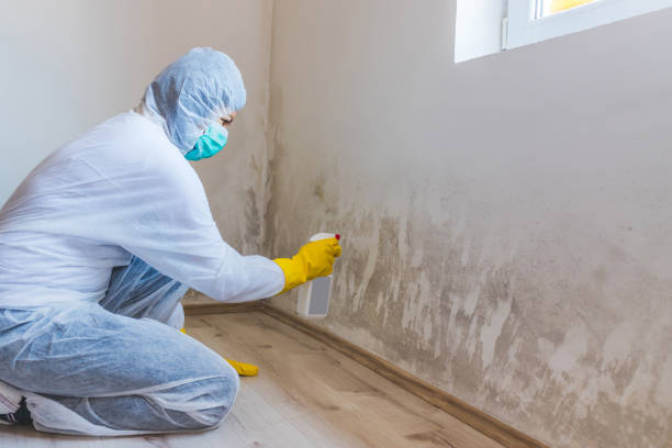 Licensed Mold Remediation service in Ashland, MA - WQB Mold Removal