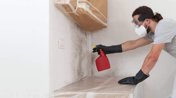 Professional Mold Remediation technician working in Ashland, MA